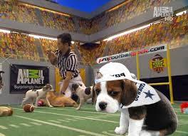 slytherinwithablog:  slytherinwithablog:  I don’t really care about the Super Bowl
