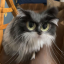 curlytailedcat