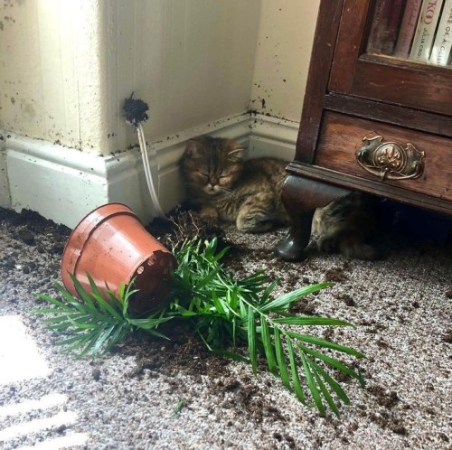 catasters: