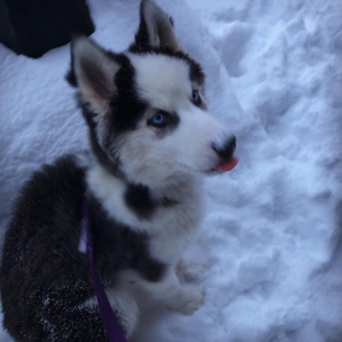 Taboo the Husky Fluffer Boi . . . . . #pet #puppylove #dog #snow #nature #puppy #doggy #dogs_of_inst