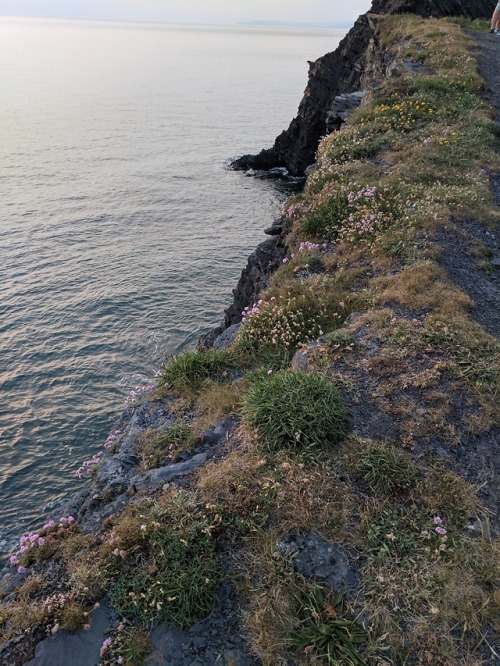 rattystarlings:Atop the cliffs