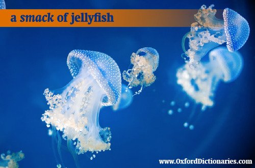 darienlibrary: oupacademic: What do you call a group of jellyfish? Find out more unusual words 