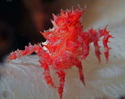 rachaely57: Candy Crabs (Hoplophrys oatesi) are probably one of the coolest looking crustaceans