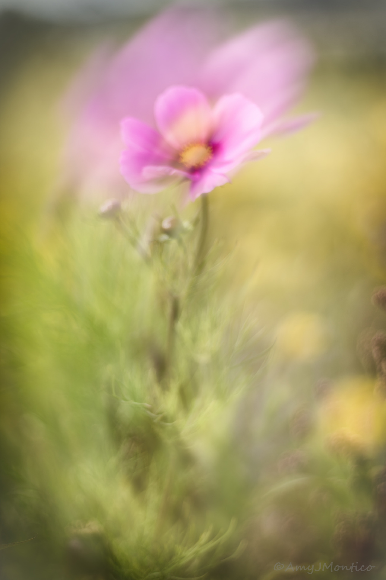 amymontico:    The answer, my friend, is blowin’ in the wind .. Bob Dylan  ©AmyJMontico