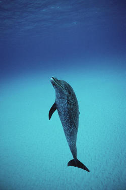 snorl-x:  Atlantic Spotted Dolphin