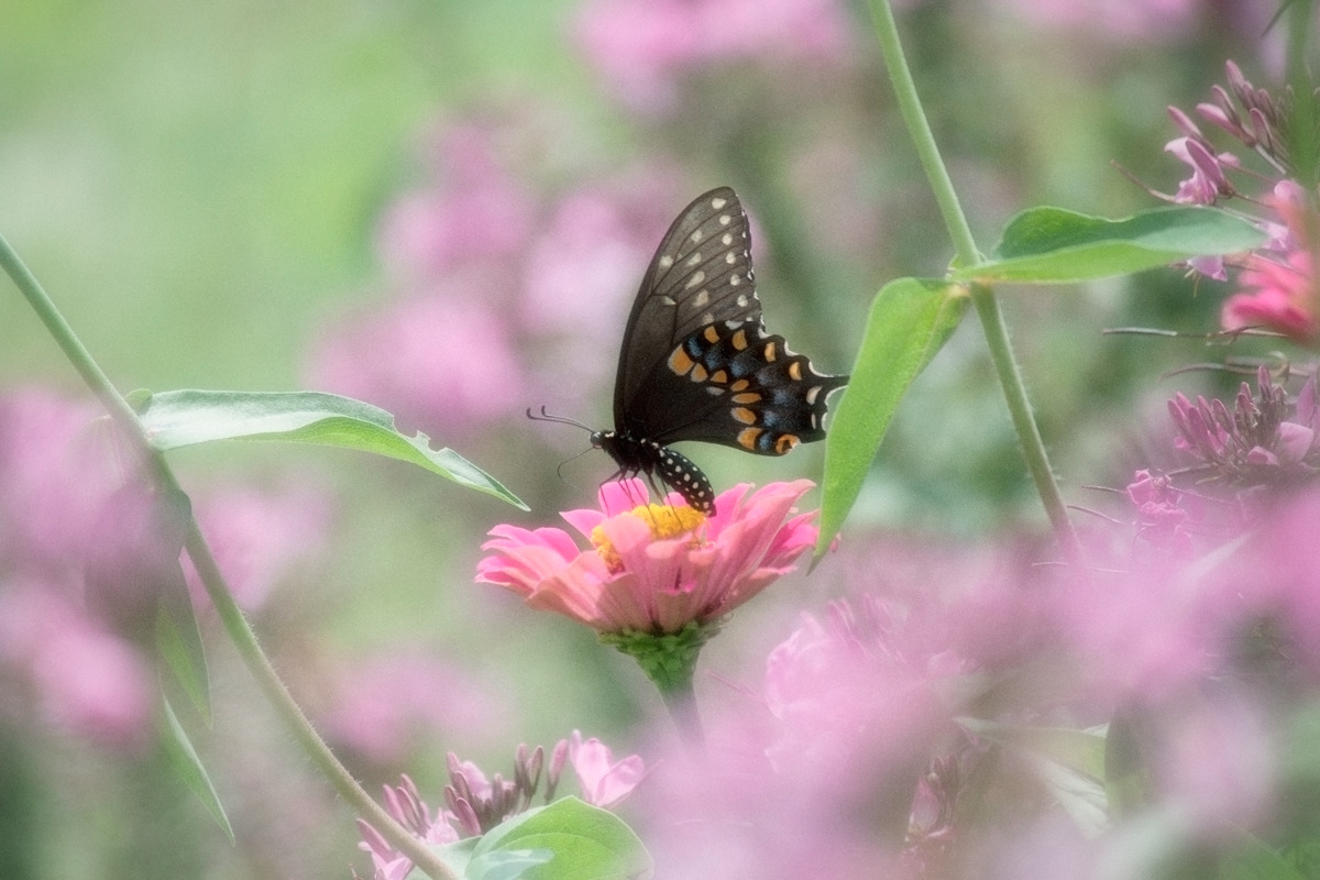 spiritofthemeadow:
“ black swallowtail butterfly viii
ig
”