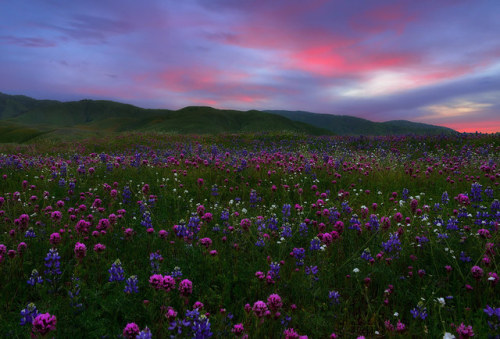 drxgonfly:Wildflowers pt 1 (by imagesofdream)Kern County, Gorman, & Mt. Rainier