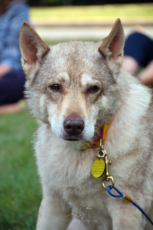 This handsome guy is representing Big East Akita Rescue - visit them online, like their Facebook, an