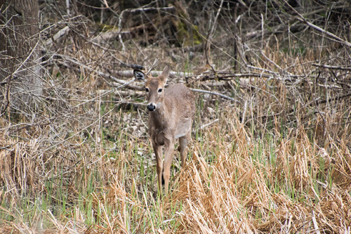 Deer At The Edge Of The Marsh
Lynde Shores Conservation Area, Whitby, Ontario, May 06, 2019