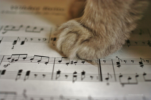 Musical paw (by Simon Murray’s utak)