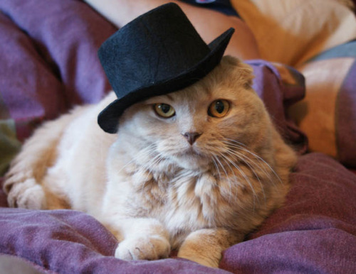 catscatscatss: catscatscatss: the cat in the hat will teach you how to have fun act fancy. so m
