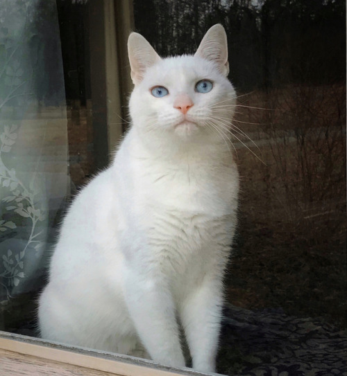 naturelvr69likes: sparrowsriver: Window Jack #catsofinstagram #cat #lovemycat #jackcat #caturday #ca