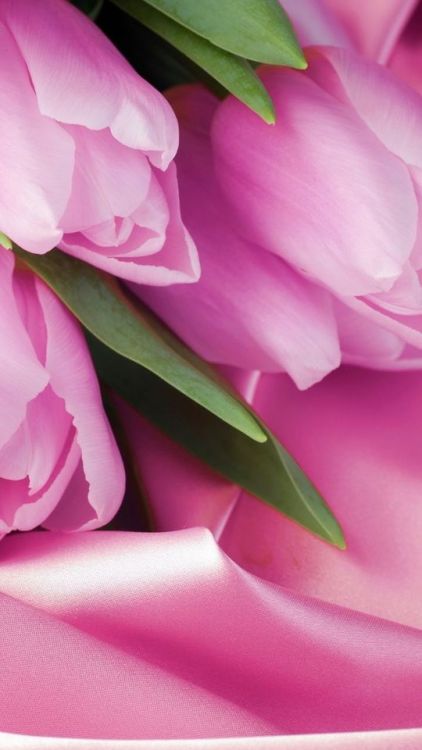 Adorable, flowers, pink tulips, 720x1280 wallpaper @wallpapersmug : ift.tt/2FI4itB - https:/