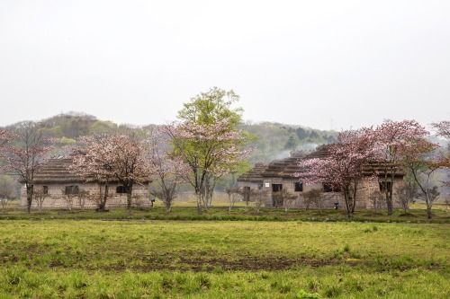 Indigenous… Cherry blossoms on an overcast day at the Ainu village on Hokaido – one of my fav