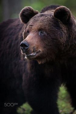 Bears&Amp;Ndash;Bears&Amp;Ndash;Bears:  Power By Mats Brynolf 