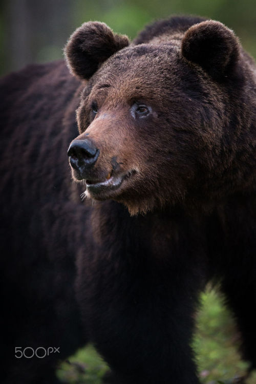 bears–bears–bears:  Power by adult photos