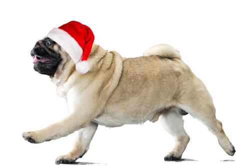 XMAS is comming soooon put this pug in a xmassy background &lt;3