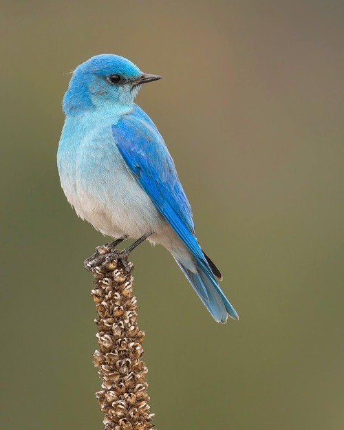 trashzy: Mountain Bluebird