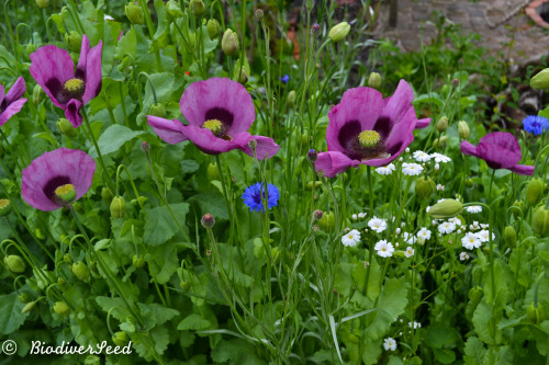 biodiverseed: The giant poppies in my meadow gardens were so gorgeous as every stage of their growth
