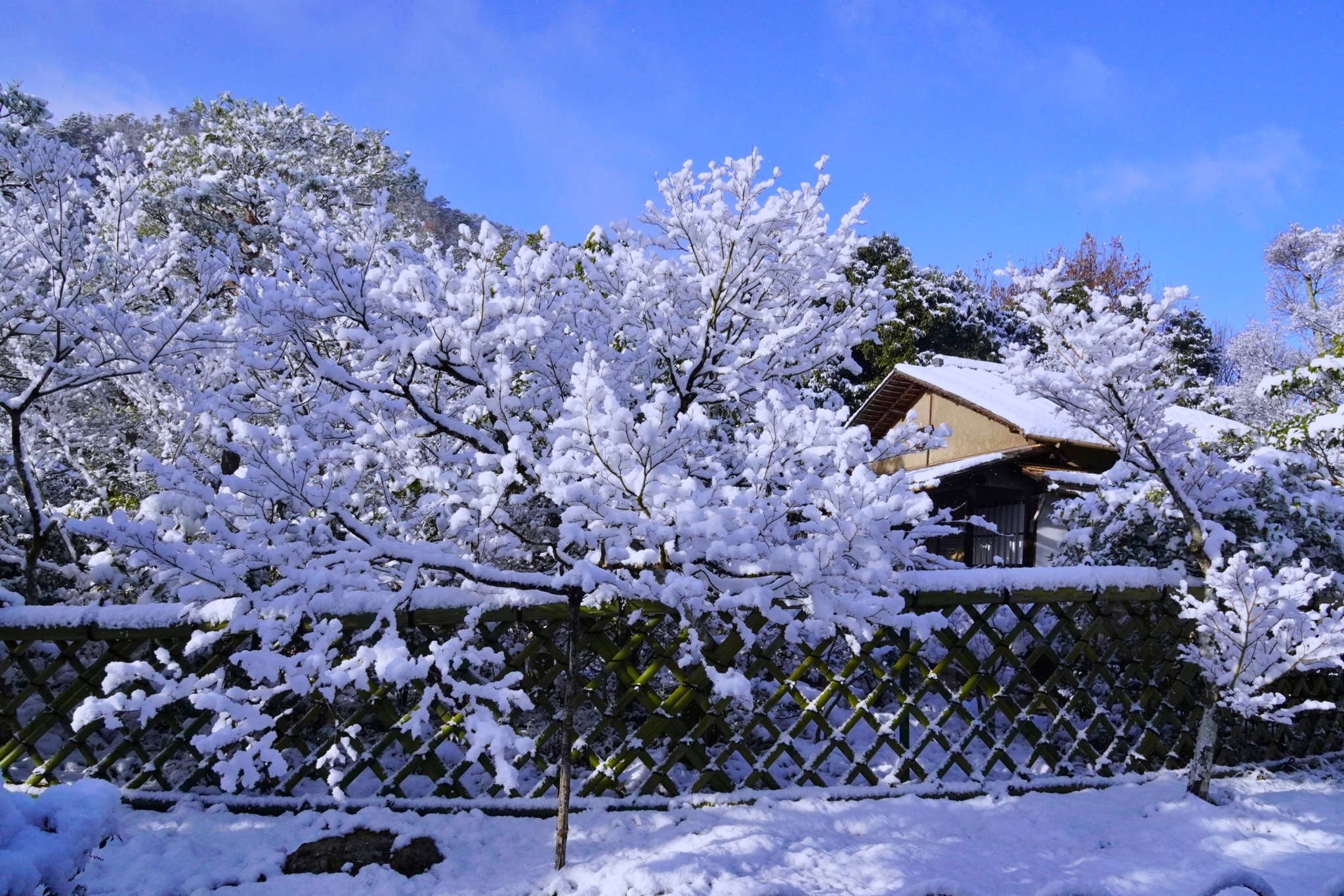 京都 光悦寺 紅葉 雪景色 年12月17 Tumbex