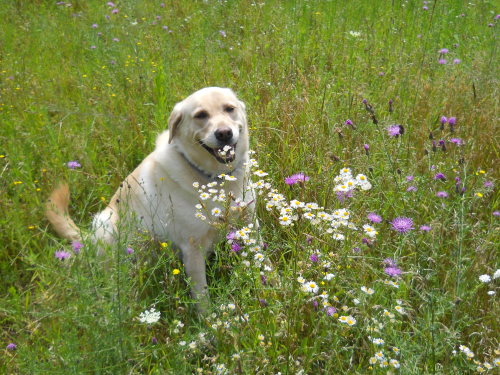 plantare:  plantstho:  daisy enjoying some wild flowers  plants and pale