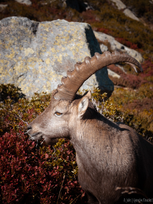 Bouquetin.(Alpine ibex - Capra ibex).(Haute-Savoie - Octobre 2021).A Julie&hellip;© Quentin