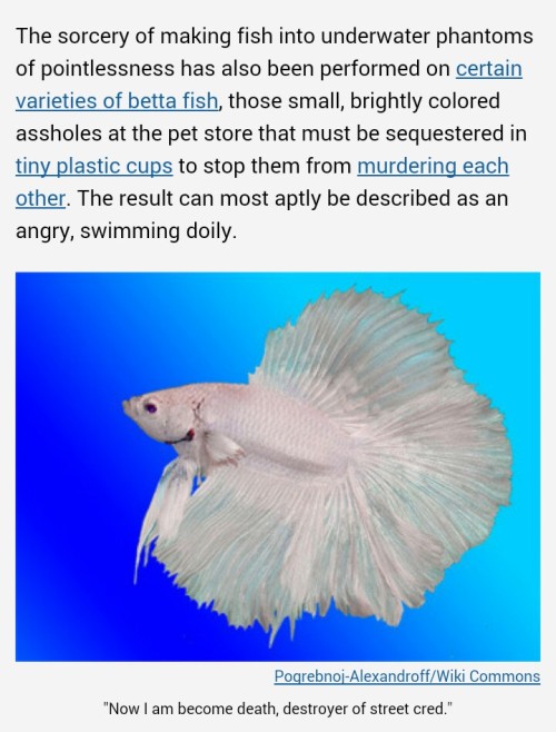 hella-free-space: justnoodlefishthings: This is by far the most accurate description of a betta I h