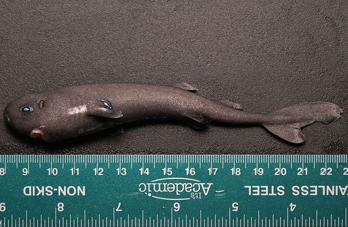 trynottodrown:  A pocket shark—the rarest of sharks with only one specimen ever