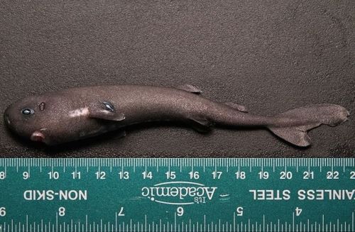 Porn trynottodrown:  A pocket shark—the rarest photos