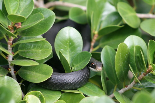 Southern black racer in a cocoplum bush, Leu Gardens - Orlando, FL