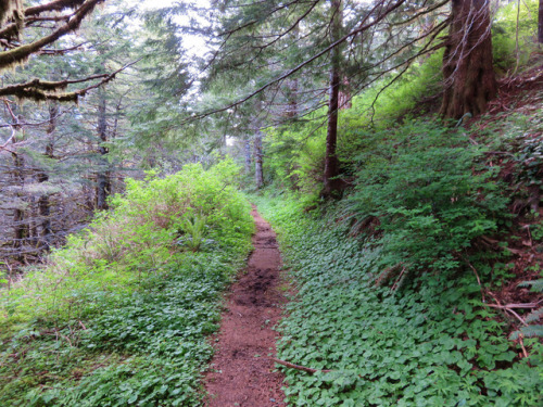 Mount Hebo Trail by yunckette