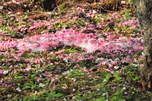 bookishboy:  雪の上に咲く花・吉野梅郷 2010 