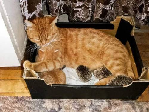 edens-blog:  blackmorgan:  Mama ginger kitty adopts four orphaned baby hedgehogs after their mother dies, and raises them alongside her own kitten. INature  “my babies are round and spiky and small but I love them and they are mine” 