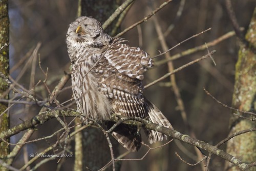 zookeeperproblems: ainawgsd: Owls Sunbathing “Bird Department, a visitor reported your bird is dead…” IT’S!!! SUNBATHING!!!!!!!! 