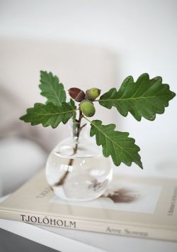 lifeasawaterelement:  oak leaves + acorns |  Photo: Frida Ramstedt, Trendenser.se   