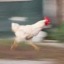 chickenweona