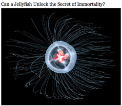 sixpenceee:  You may or may not have seen my post about the guy who claimed immortality through alchemy, but here’s an immortality story that is 100% true and not disputed at all! Christian Sommer, a marine biology student, found the Turritopsis dohrnii,