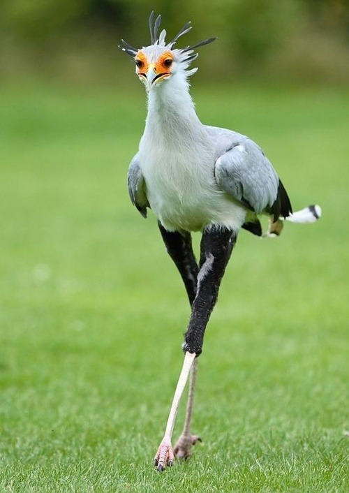 anrisalikespie:  Can we just take a moment to look at the Secretary Bird? Okay, first