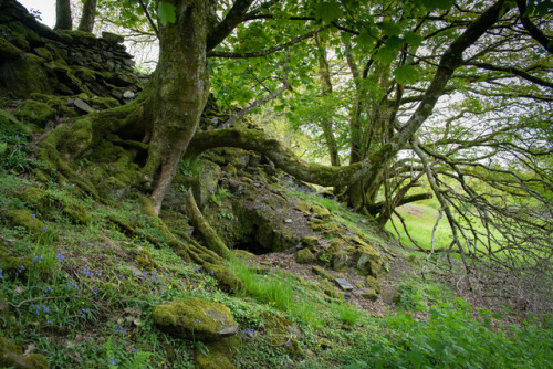 thefierybiscuit: The Badger Fortress in spring this year