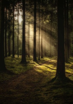 fairydrowning:Sunbeams in the forests. porn pictures