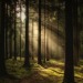 Sex fairydrowning:Sunbeams in the forests. pictures