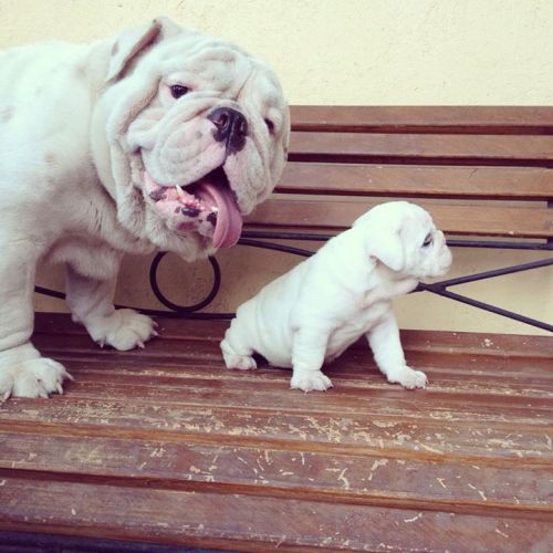 cute-overload:So my bulldog seems to be pretty proud of his soncute-overload.tumblr.comsource