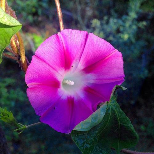 Good morning! #morningglory #flower #nature #backyard #beauty #color