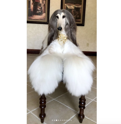 theseriouscynic:babyanimalgifs:Looking fabulousIt’s worth every cent.