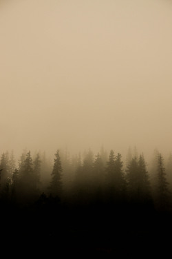 decepticun:  Forest Mist | by Jimbo Pec