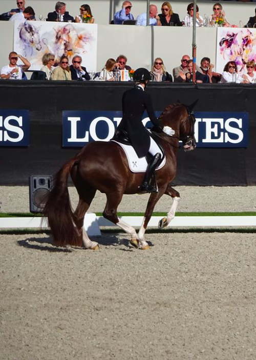 all-the-horses: Sultan des Paluds Soliman De Hus x Wanja Hanoverian, Gelding Born 2010