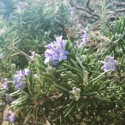 Rosmarinus officinalis, #romarin #rosmarinusofficinalis #jardin #aromatiques #lamiaceae #plantemediterranéenne (à Nîmes)https://www.instagram.com/p/CZ-AayrM9g9/?utm_medium=tumblr