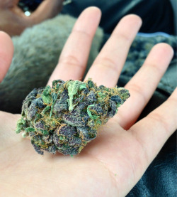 africanreefermadness:  I Hand u my purp