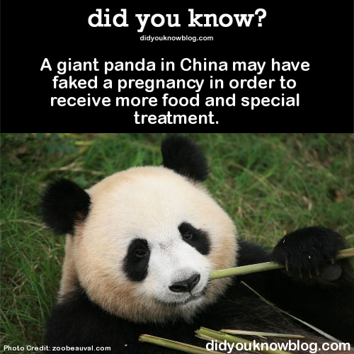 did-you-kno:  A giant panda in China may have faked a pregnancy in order to receive more food and special treatment.  Source