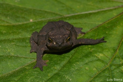 toadschooled:This pretty little toad is Rhinella ruizi, a species endemic to the Cordillera Central 